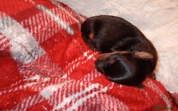 Yorkshire Terrier dogs for sale: Miniature Yorkshire terriers. Champion bloodline. - Image 9
