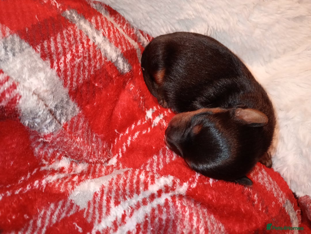 Yorkshire Terrier dogs for sale: Miniature Yorkshire terriers. Champion bloodline. - Image 9