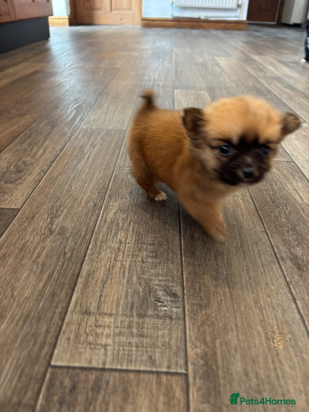 Pomchi dogs for sale: Pomchi in Hull - Advert 40