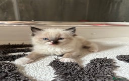 Ragdoll cats for sale: GCCF reg parents , pure breed ragdoll kittens 🤍 - Image 10