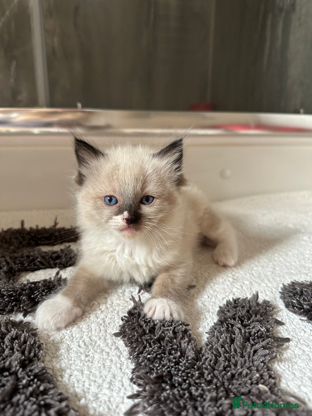 Ragdoll cats for sale: GCCF reg parents , pure breed ragdoll kittens 🤍 - Image 10
