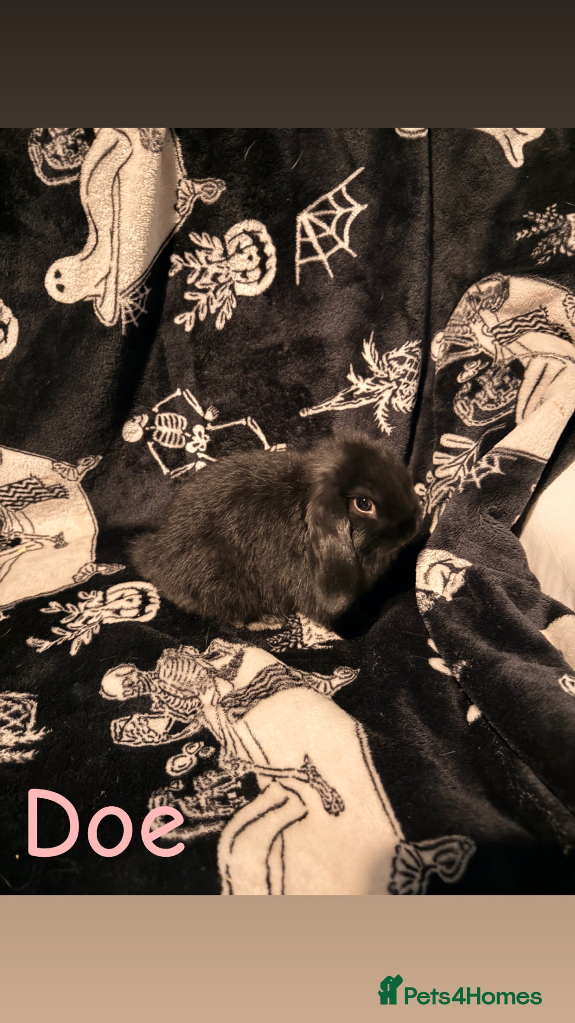 Mini Lop rabbits 1 beautiful mini lop left! - Advert 2