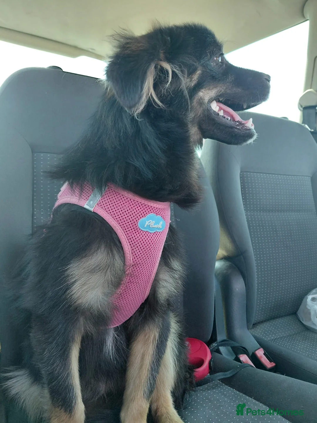 Mixed Breed dogs for adoption: ROBY, a superb puppy boy - for a Loving Home  - Advert 30