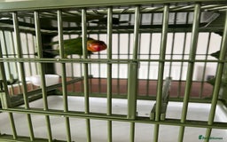 Lovebirds birds for sale: Lovebird  - Image 7
