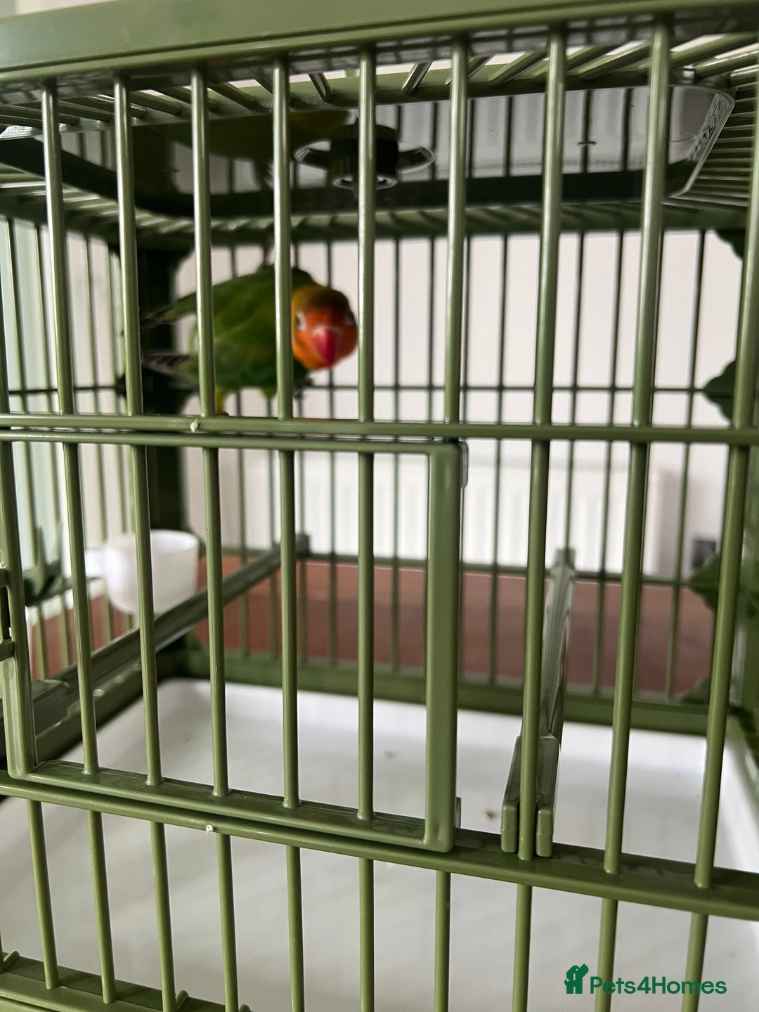 Lovebirds birds for sale: Lovebird  - Image 7