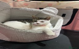Domestic Shorthair cats for sale: RE HOME - friendly girl  - Image 3