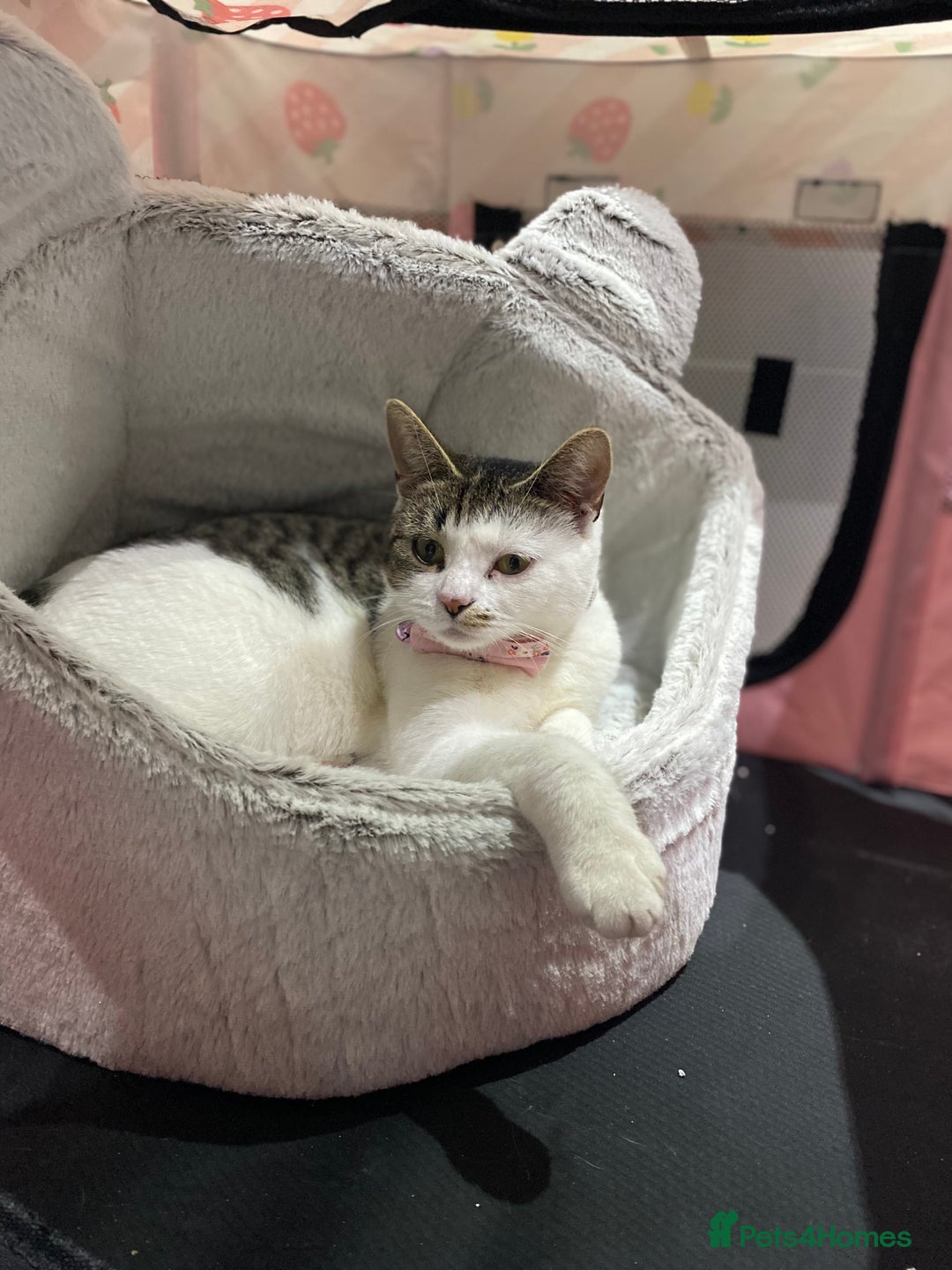 Domestic Shorthair cats for sale: RE HOME - friendly girl  - Image 3