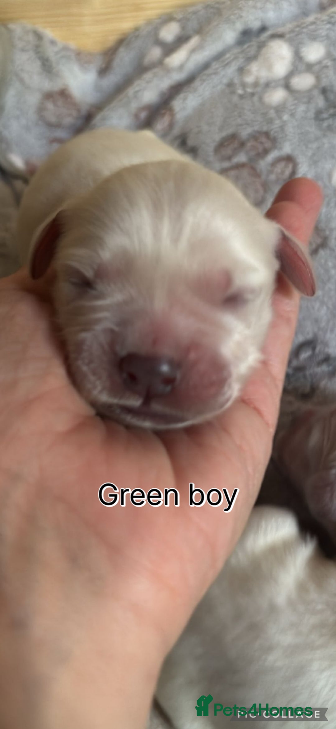 Golden Retriever dogs for sale: Gorgeous Golden Retriever puppies  - Image 8