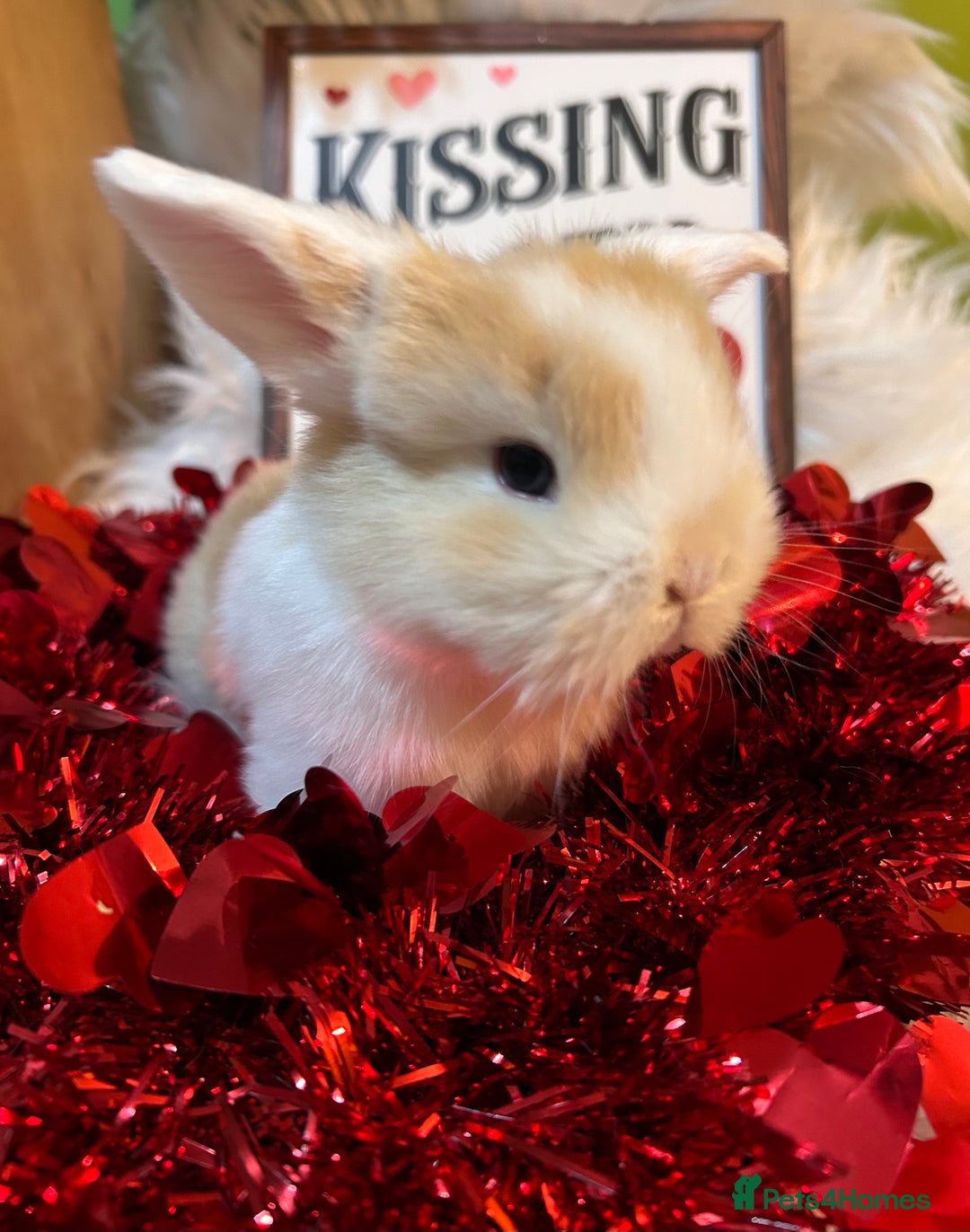 Mini Lop rabbits for sale: 🌼Mini lop Girls 🌼 - Advert 18