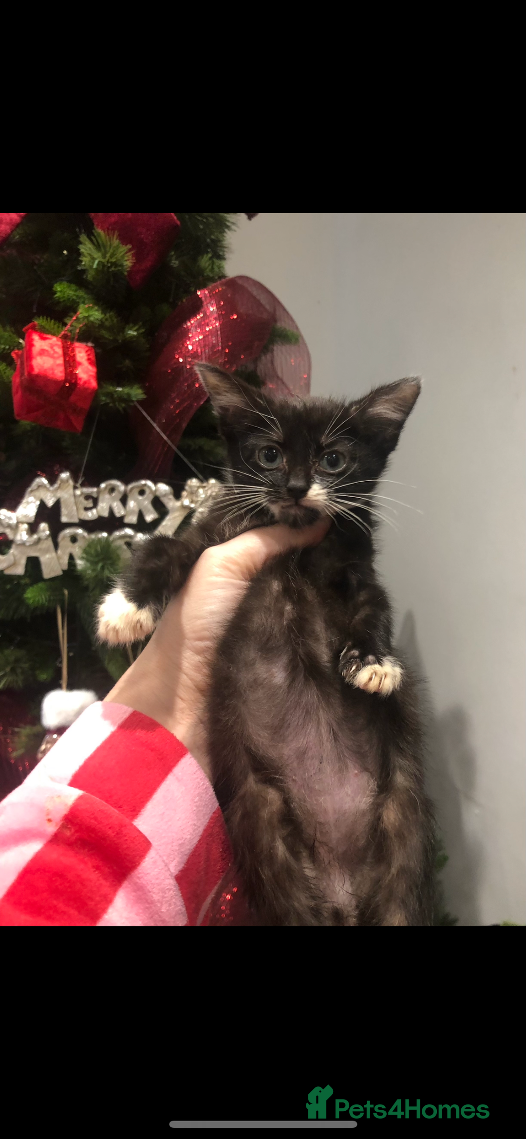 Mixed Breed cats for sale: Black white boy kitten last one  - Advert 6