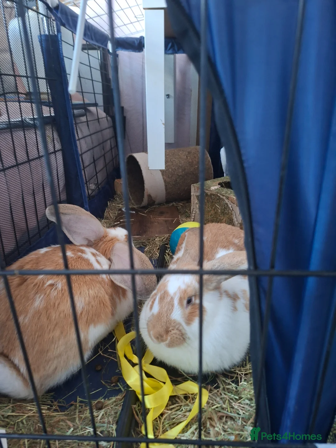 Giant Papillon rabbits for sale: Giant Rabbits  in Abergele - Advert 2