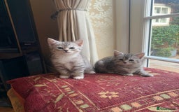 Persian cats for sale: Persian chinchilla mix boy and girl left - Image 1