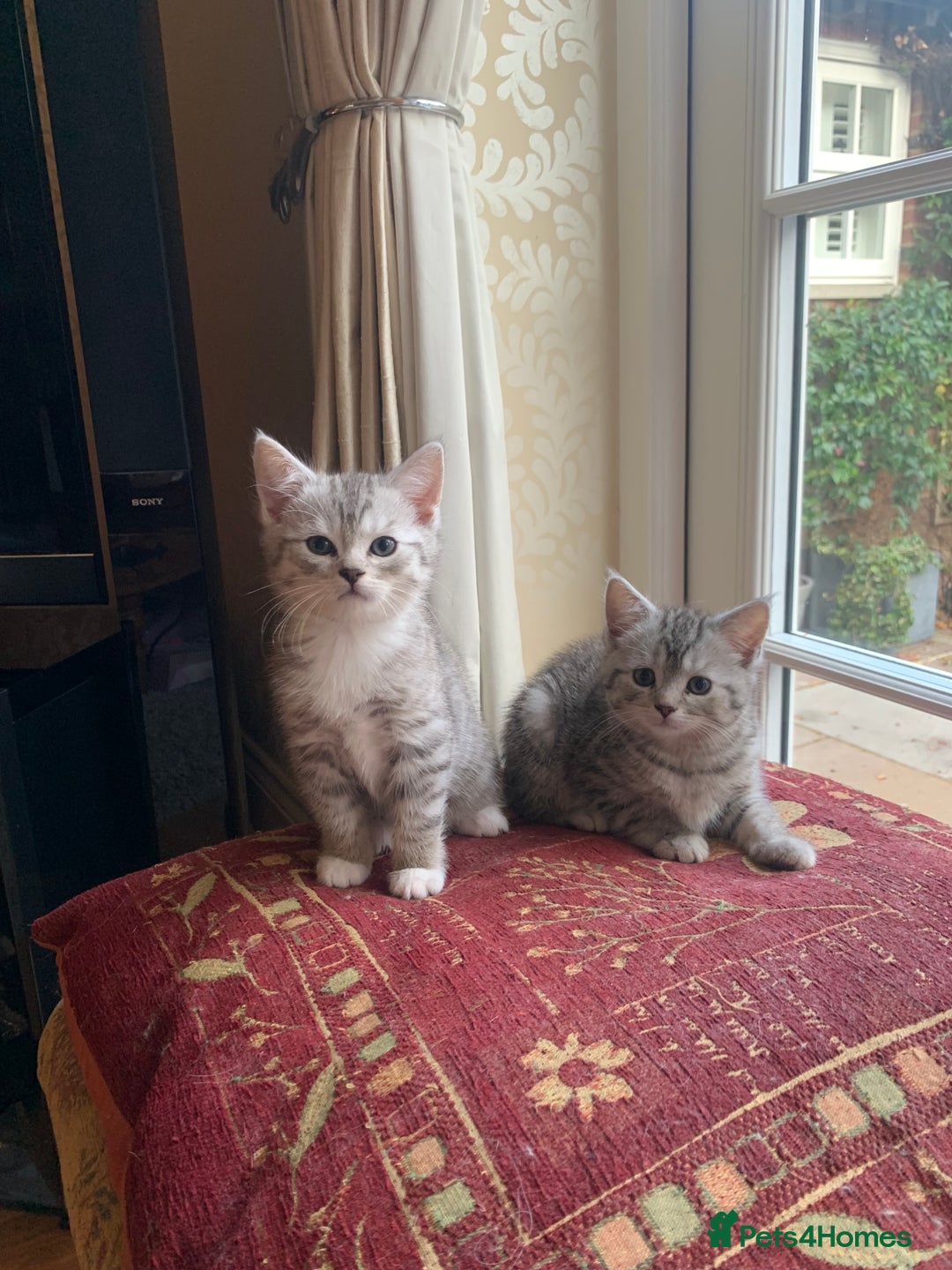 Persian cats for sale: Persian chinchilla mix boy and girl left - Image 1