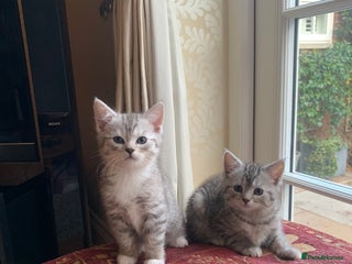 Persian cats for sale - Advert 1