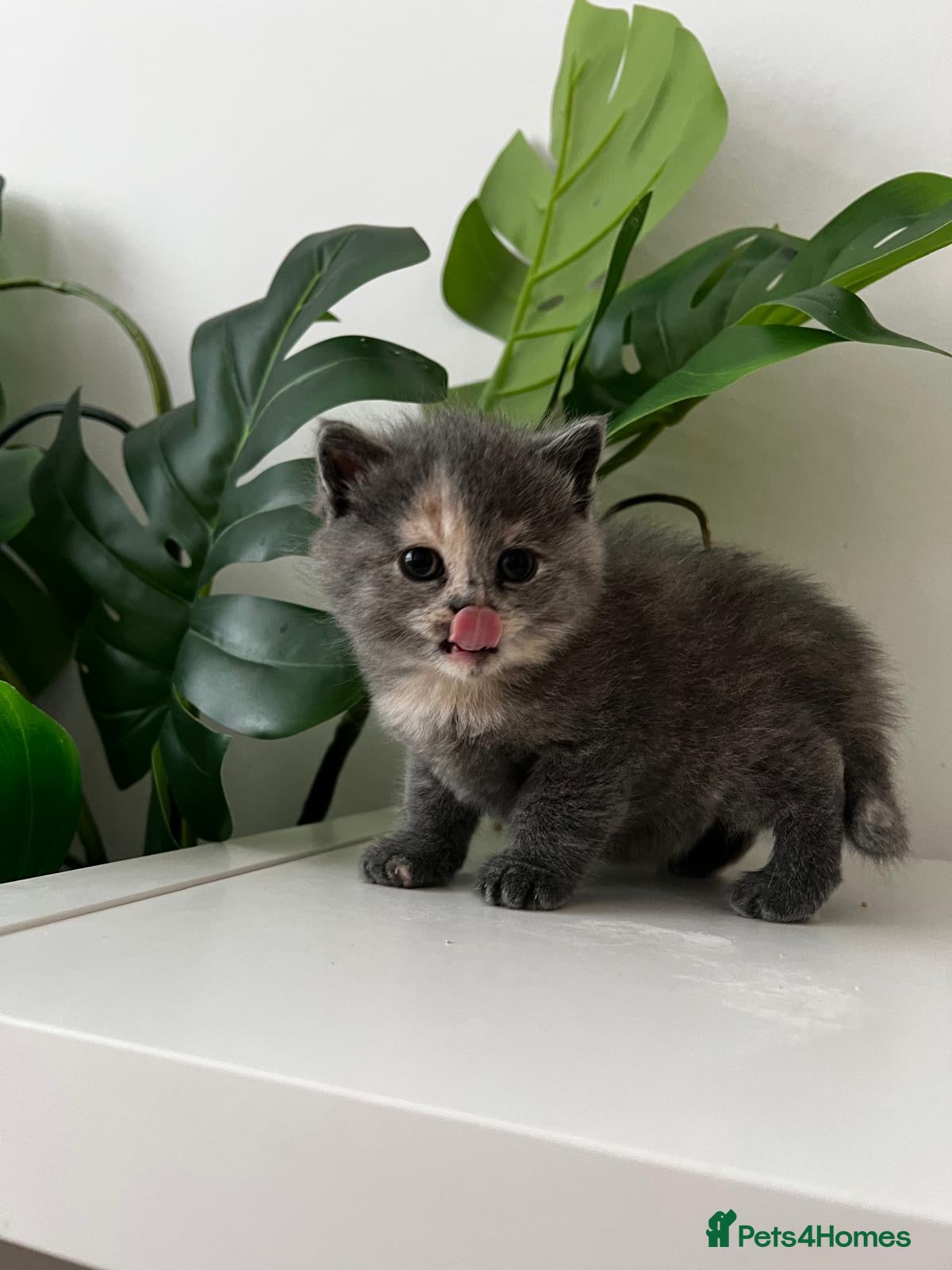 Mixed Breed cats [Last Girl!] British Short x Mainecoon Hair  - Advert 1