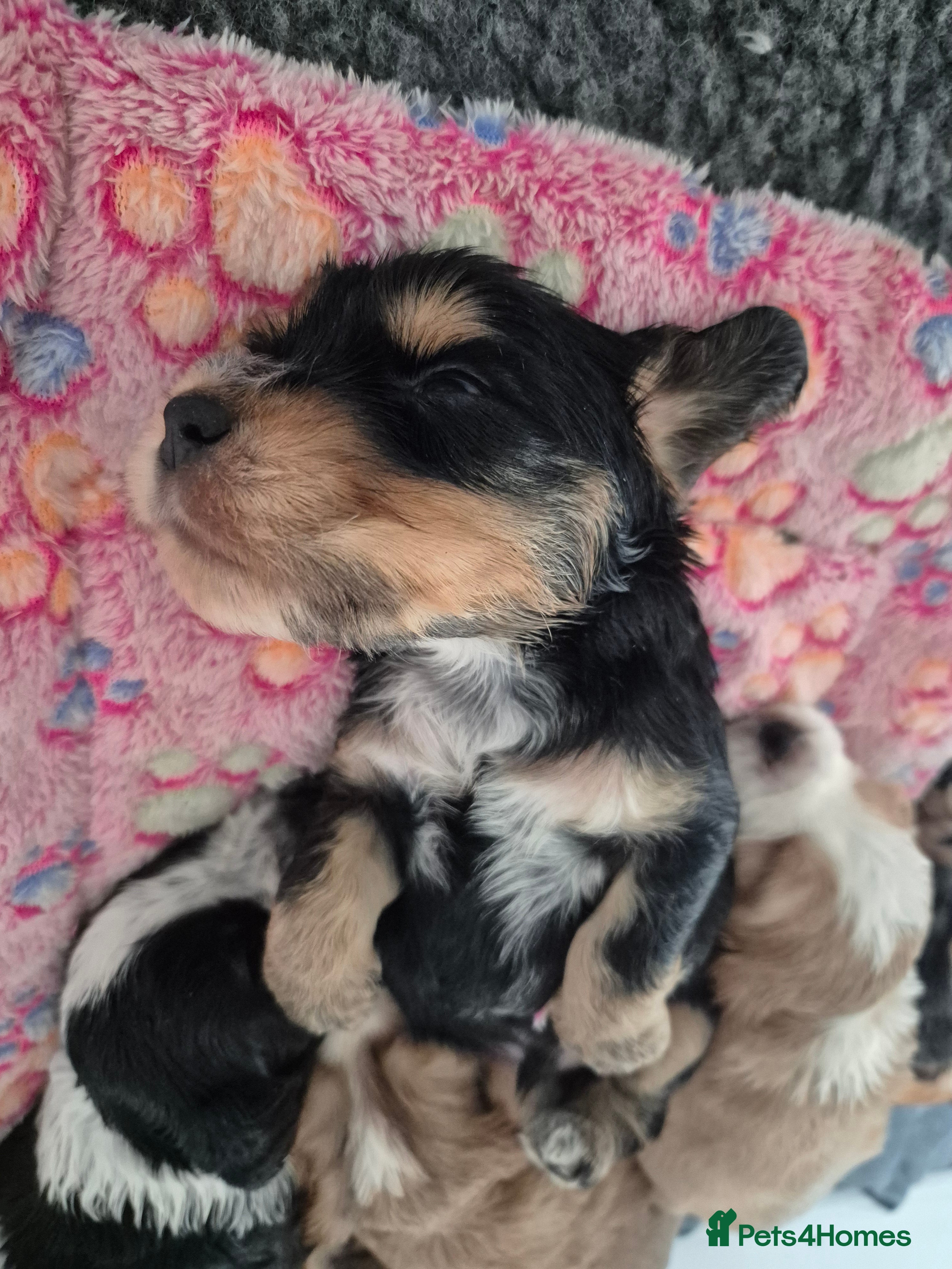 Cocker Spaniel dogs Outstanding Cocker Spaniel puppies - Advert 2