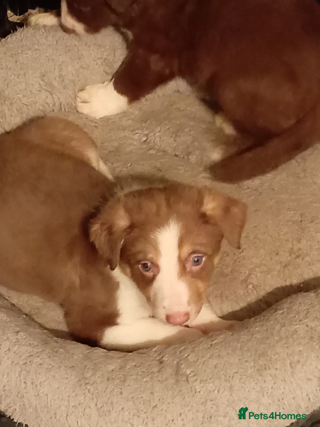 Welsh Collie dogs for sale: Tri colour Welsh sheepdog - Advert 8