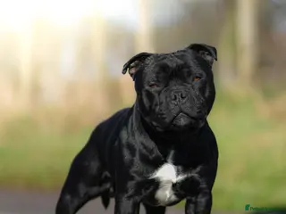 Staffordshire Bull Terrier dogs Show quality black staffy stud carries blue - Advert 5
