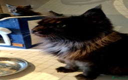 Maine Coon cats for sale: Full Pedigree Mainecoons available  - Image 12