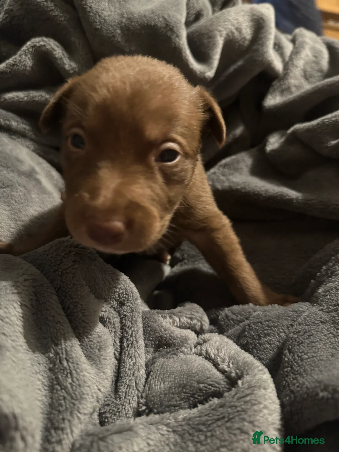 Borador dogs for sale: 8 lab cross collies  - Advert 13