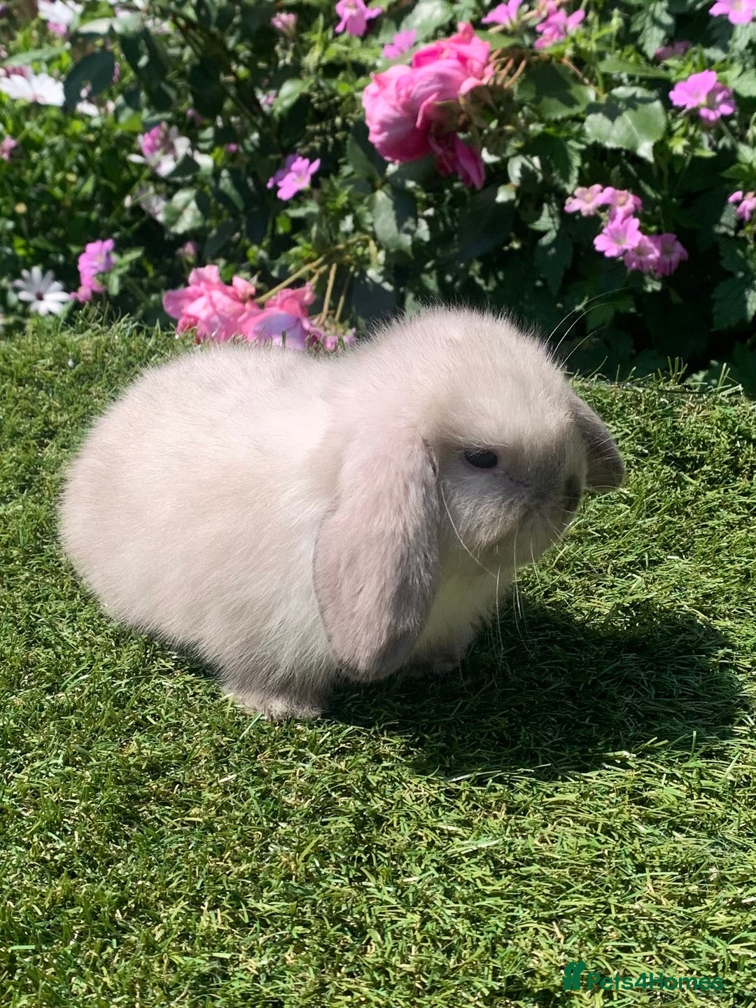 Mini Lop rabbits for sale: Pure bred mini lops  - Image 4