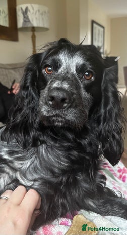 Cocker Spaniel dogs for stud - Advert 2