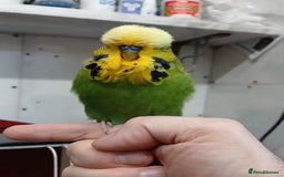 Budgerigars birds for sale: Stunning Rare Tame Exhibition Budgie  - Image 2