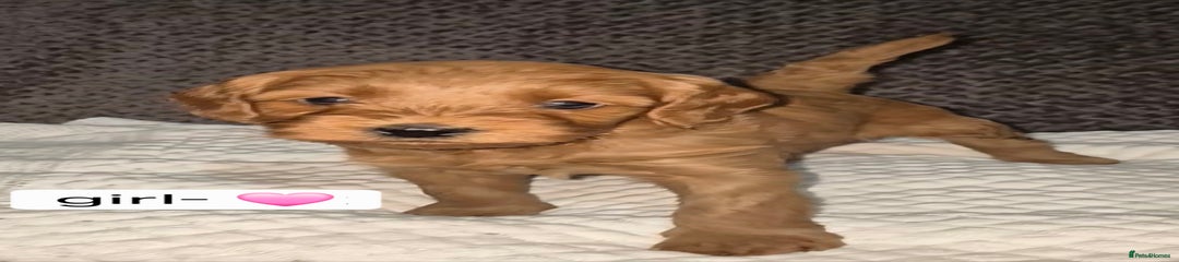 Goldendoodle Puppy 6