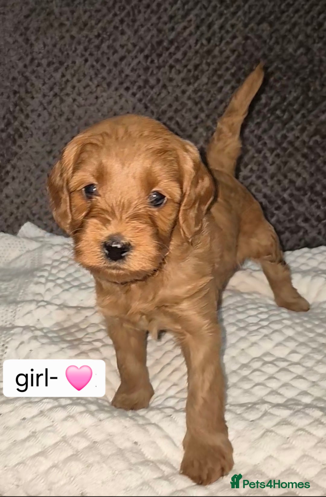 Goldendoodle dogs for sale: Stunning F1B GoldenDoodle- health tested parents  - Advert 7