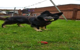 German Shepherd dogs for stud: Zeus  in Wolverhampton - Image 3
