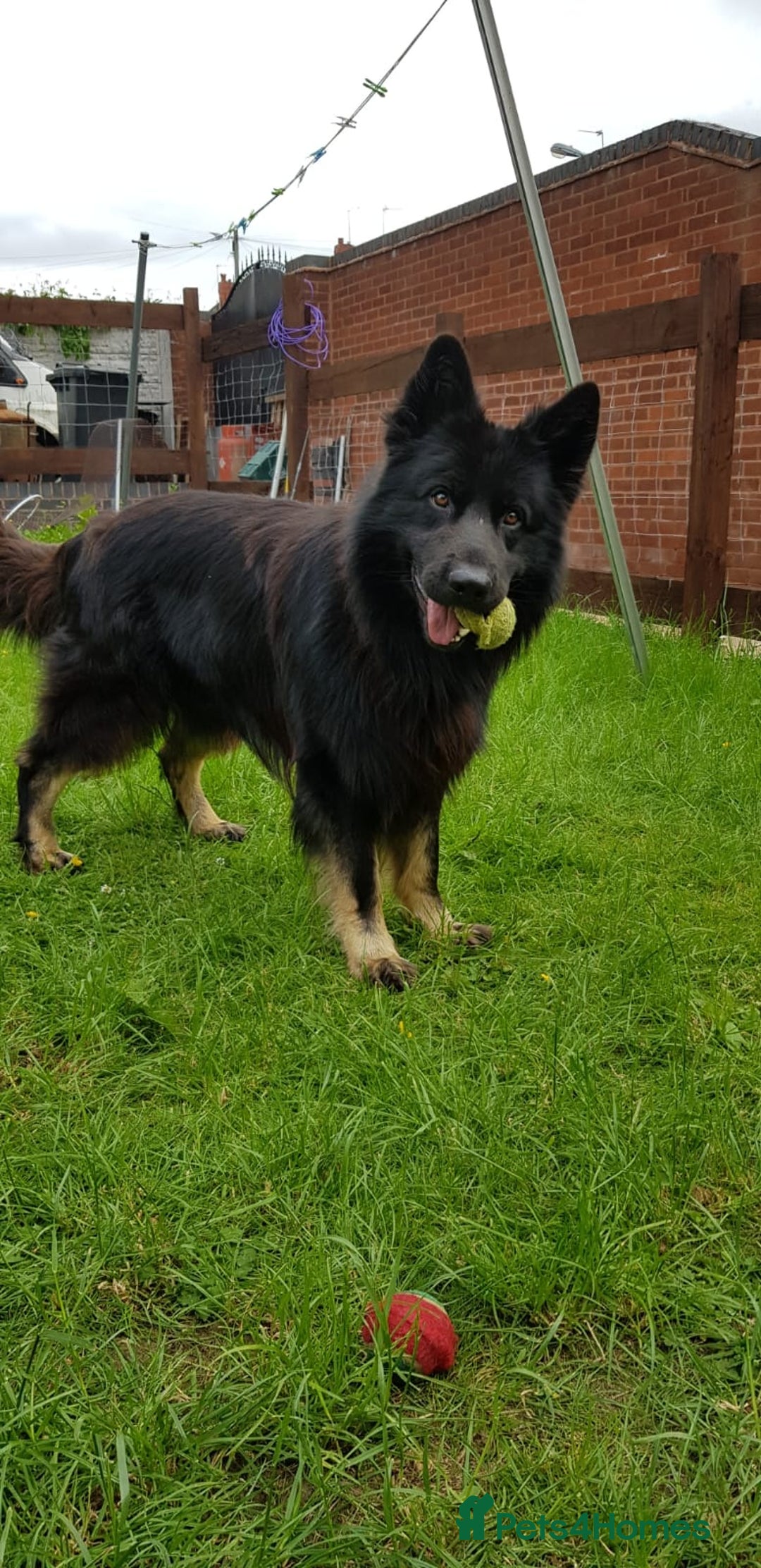 German Shepherd dogs for stud: Zeus  in Wolverhampton - Image 3