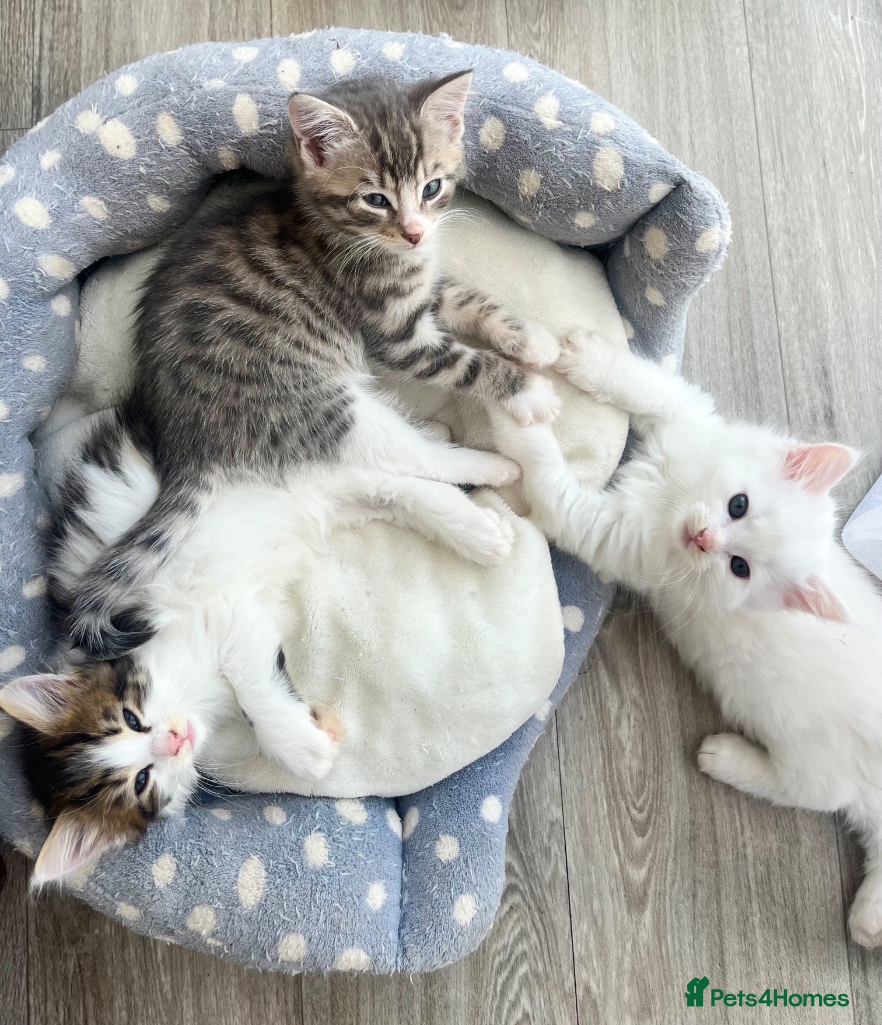 Siberian cats Fluffy kittens  - Advert 2