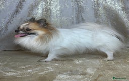 Pomeranian dogs for sale: Pomeranian boy - Image 5