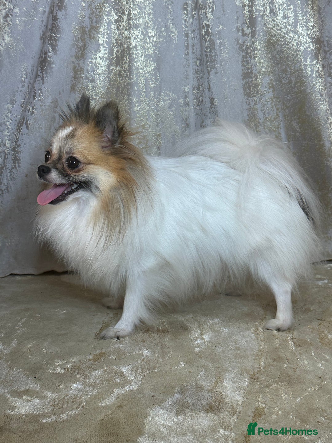 Pomeranian dogs for sale: Pomeranian boy - Image 5