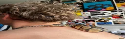 Python Snake reptiles for sale: Male Ball Python & Vivarium  in Chelmsford - Advert 4