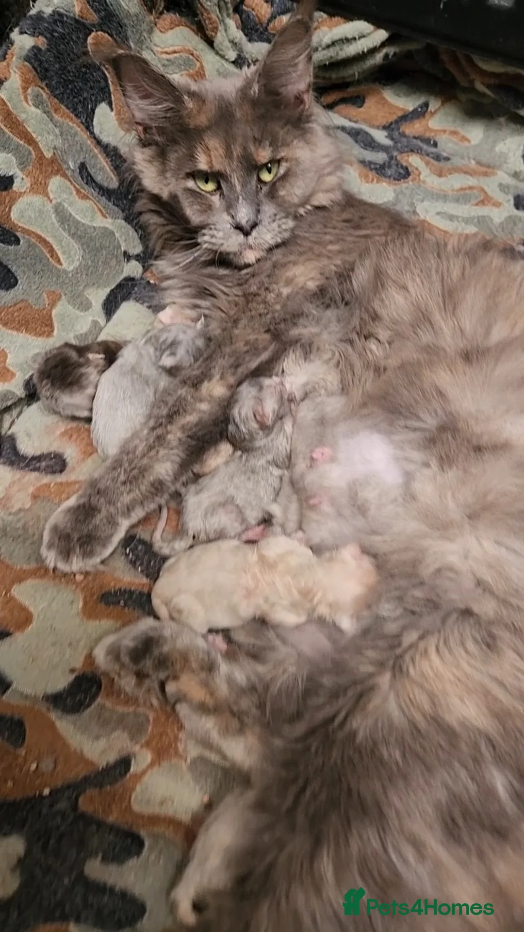 Maine Coon cats for sale: Beautiful gccf pet registered maine coon babies  - Advert 2