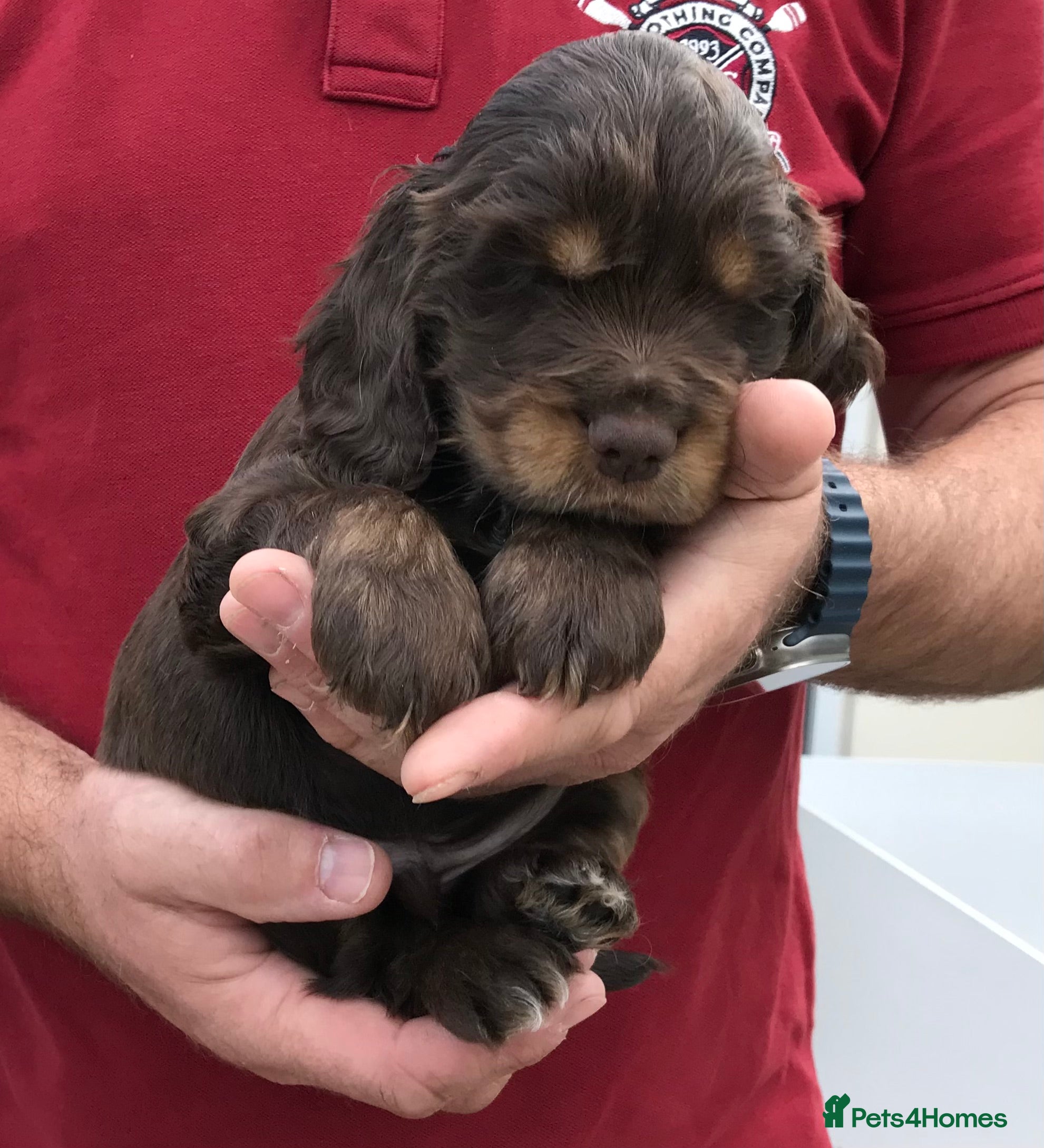 Cocker Spaniel dogs KC registered Show cocker spaniel  - Advert 2