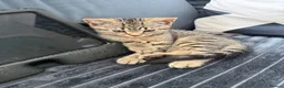 Mixed Breed cats for sale: X4 British Shorthair X Tabby Kittens - Advert 5