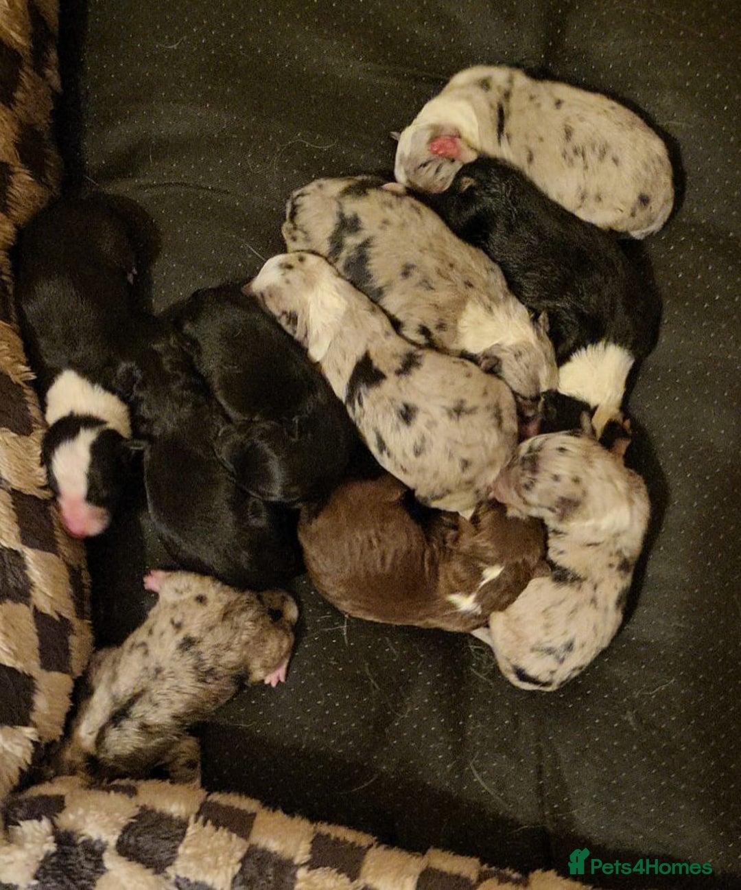 Border Collie dogs for sale: 10 border collies for sale  - Image 1