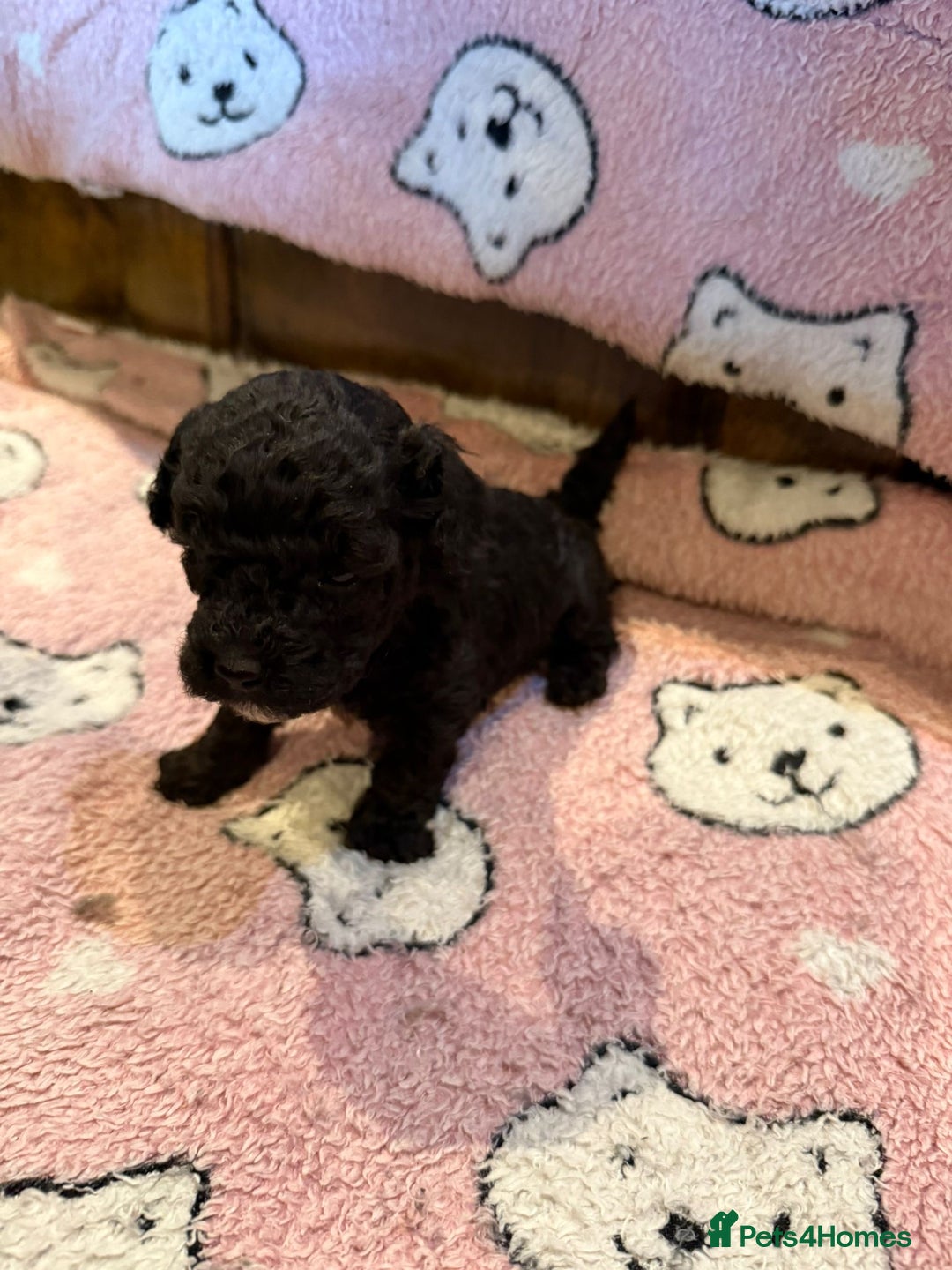 Toy Poodle dogs for sale: Exquisite Toy Poodle pups - Health tested parents - Image 4
