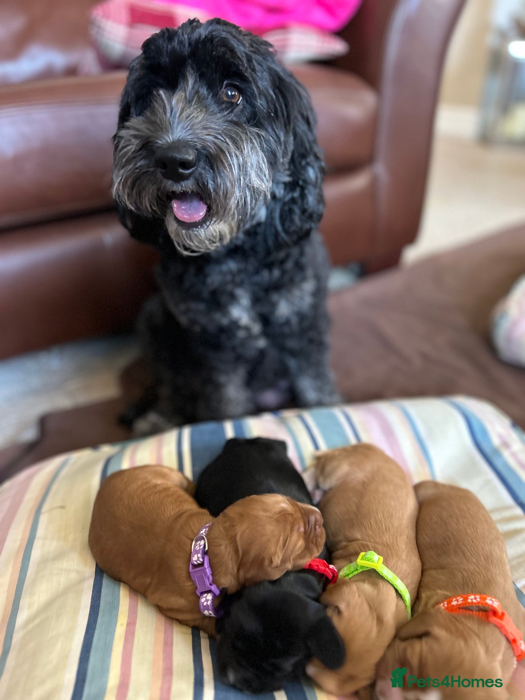 Cockapoo dogs for sale: F1B cockapoo litter - Image 5