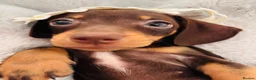 Miniature Dachshund dogs for sale: 🌟🌟Beautiful tan/fawn miniature dachshund🌟 🌟 - Advert 25
