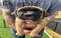 Cane Corso dogs for sale: Cane corso x pups - Image 2