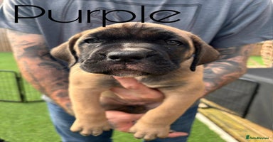Cane Corso dogs - Advert 3