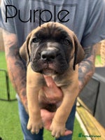 Cane Corso dogs - Advert 3