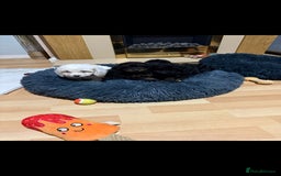 Cockapoo dogs for sale: Beutifull cockapoos  - Image 2