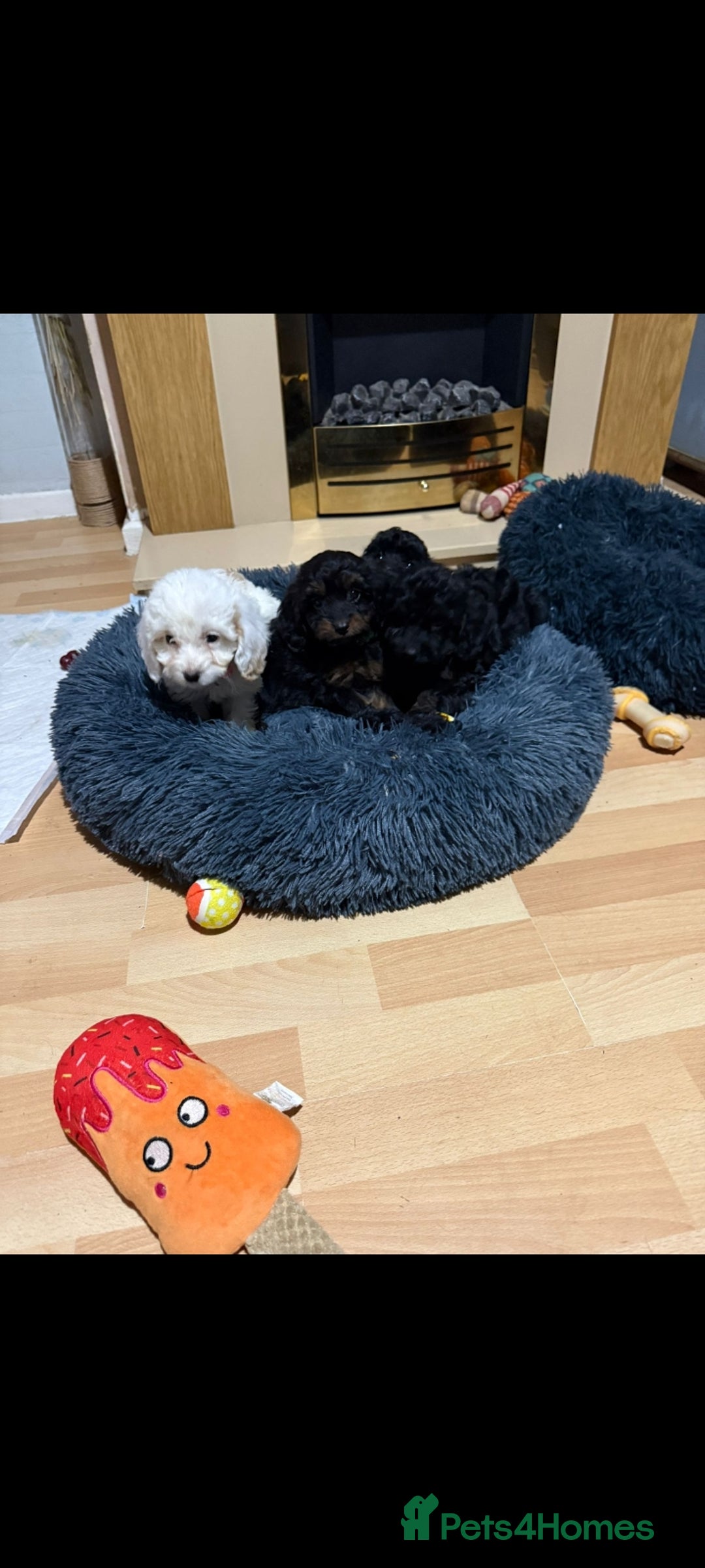 Cockapoo dogs for sale: Beutifull cockapoos  - Image 2