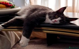 Maine Coon cats for sale: Gorgeous Maine Coon Kittens-Champion Bloodlines - Image 28