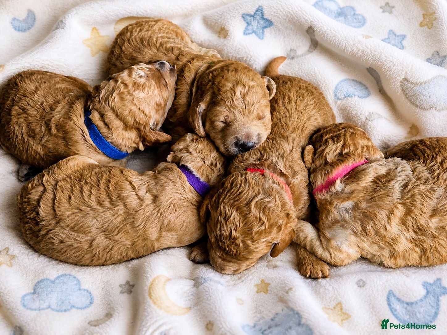 Labradoodle dogs Multi generation miniature Labradoodle - Advert 2