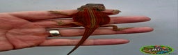 Bearded Dragon reptiles for sale: Bearded dragon Holdback release at HT exotics! - Advert 3